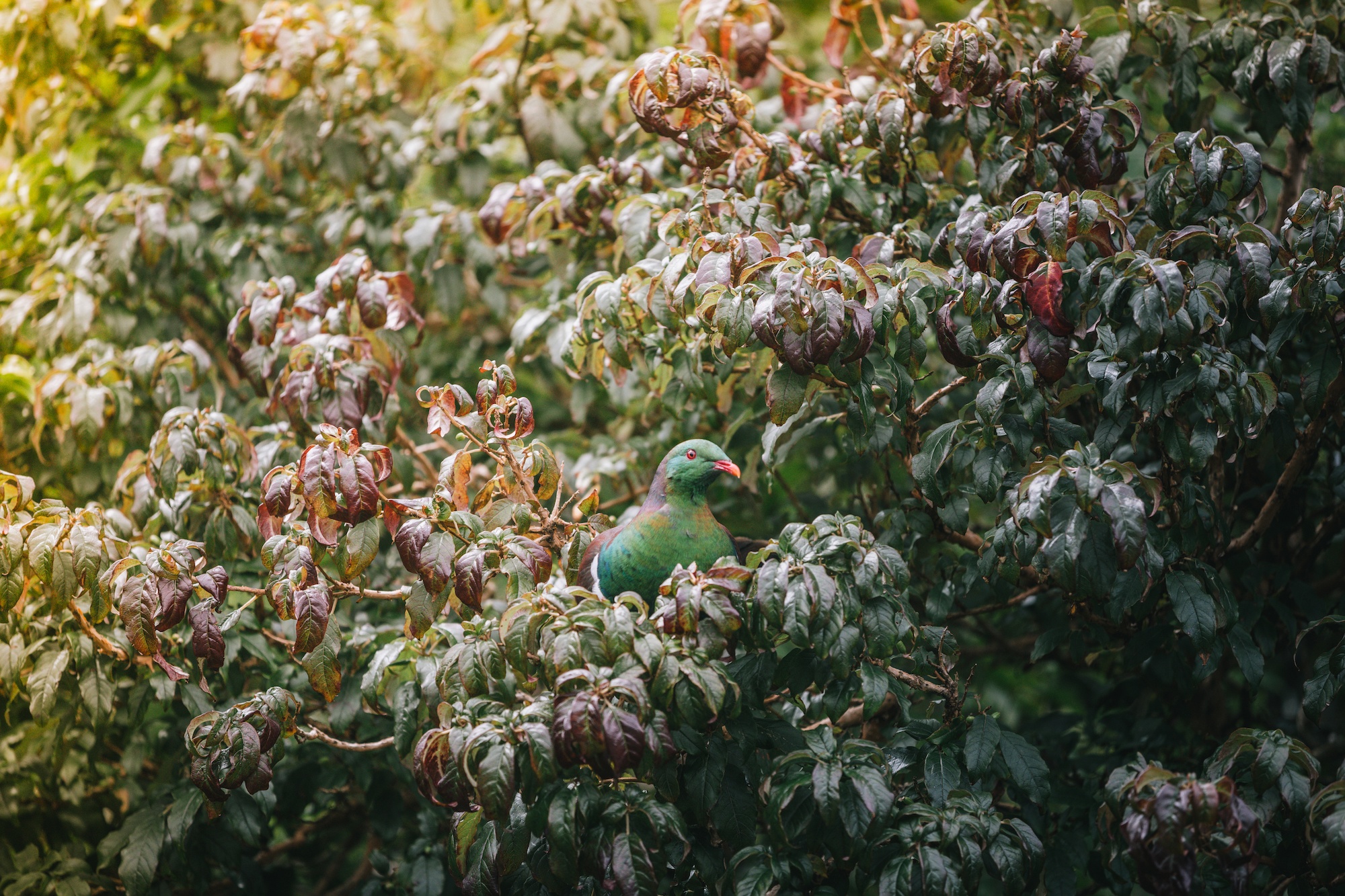 KererÅ«