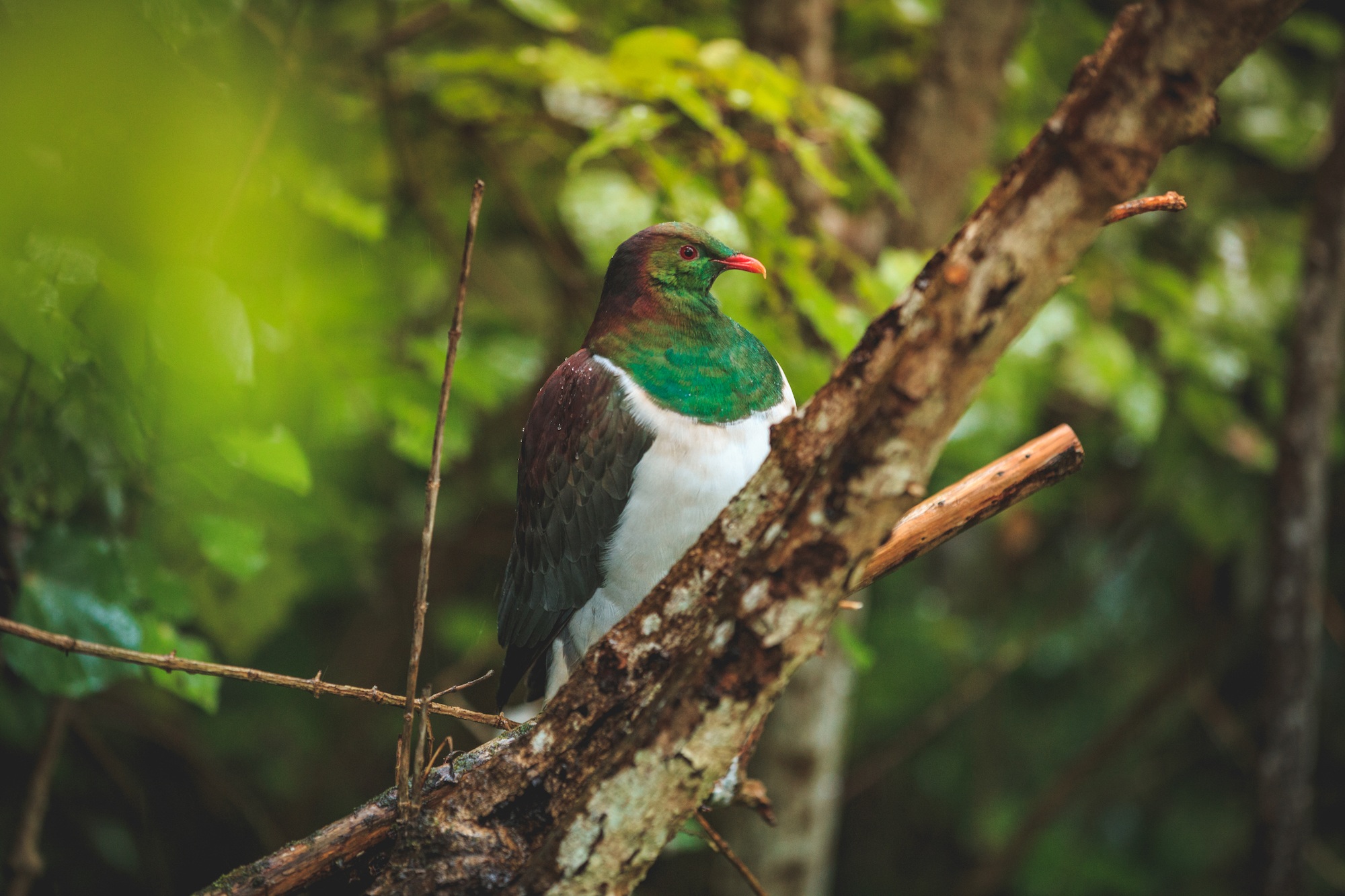 KererÅ«