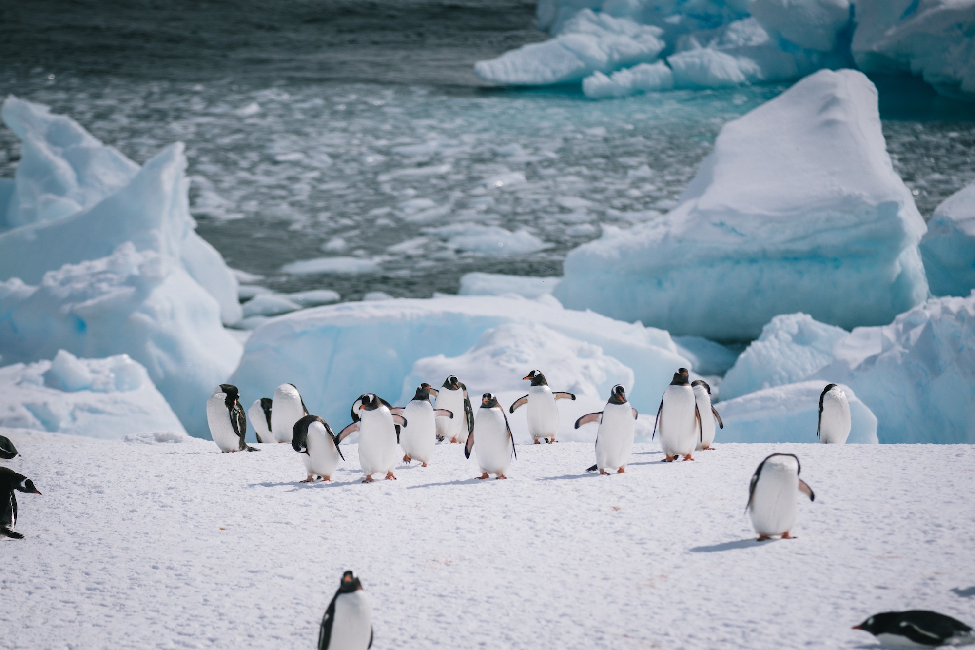 antarctica photos