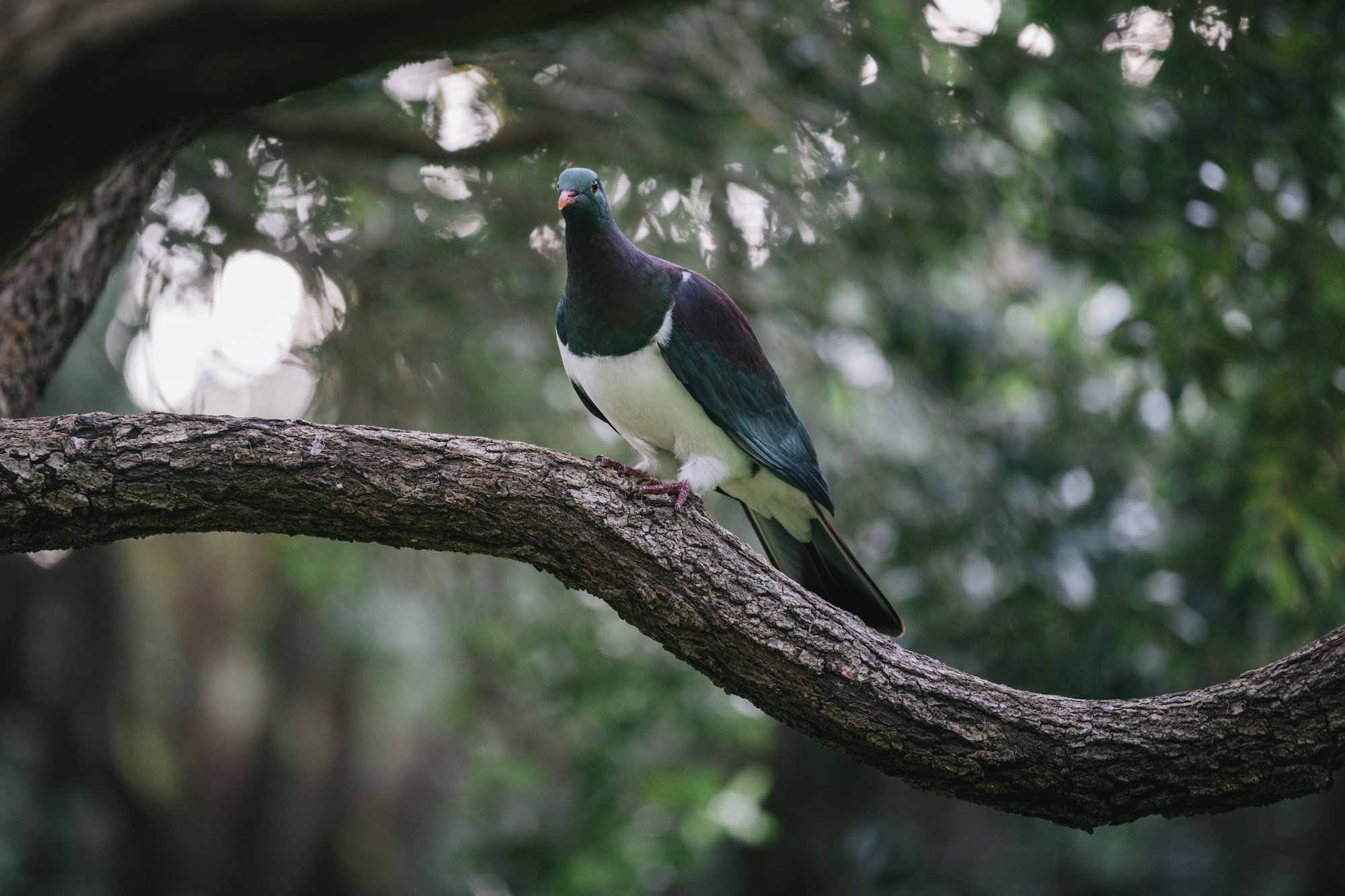 KererÅ«