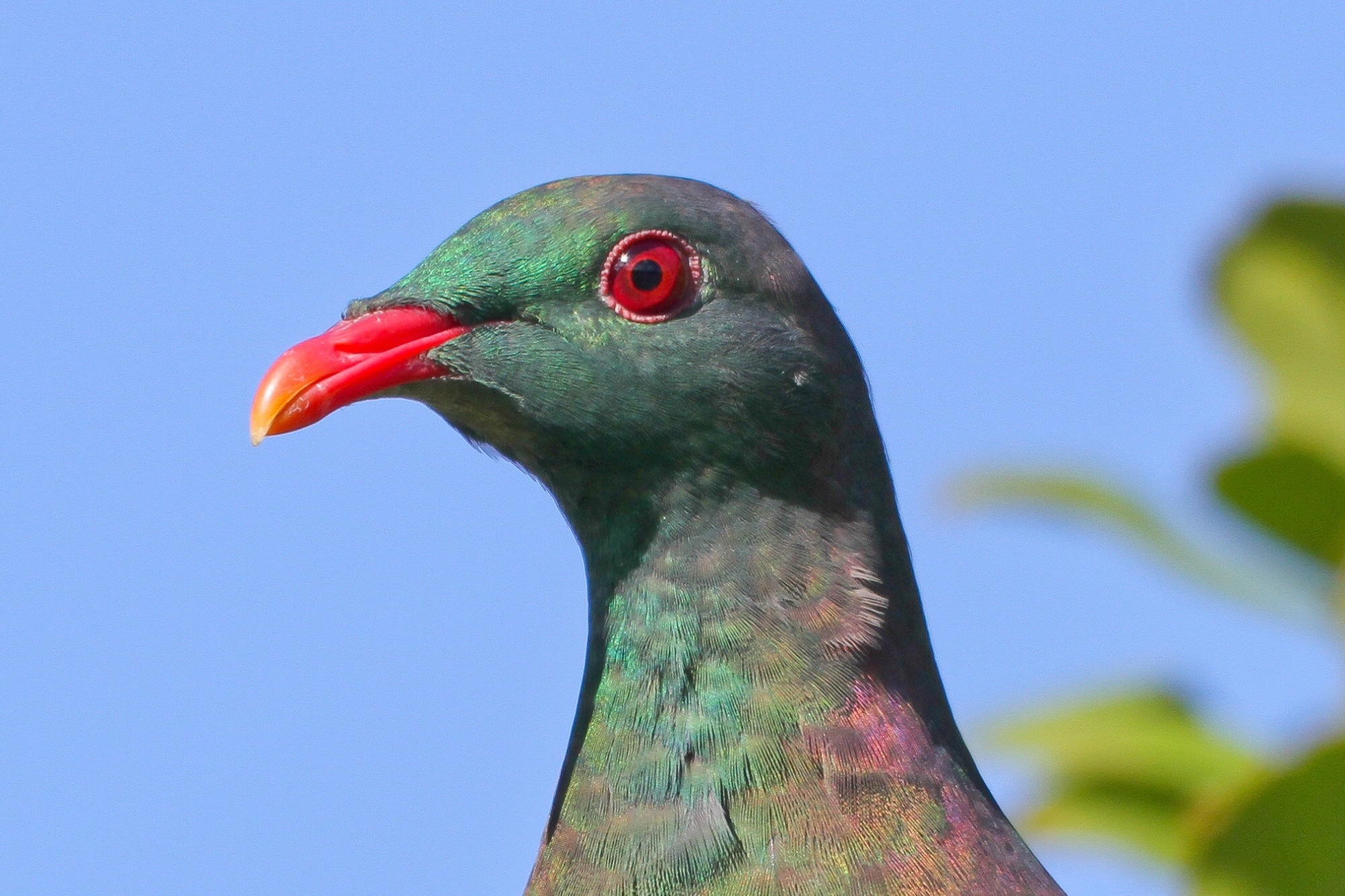 KererÅ«
