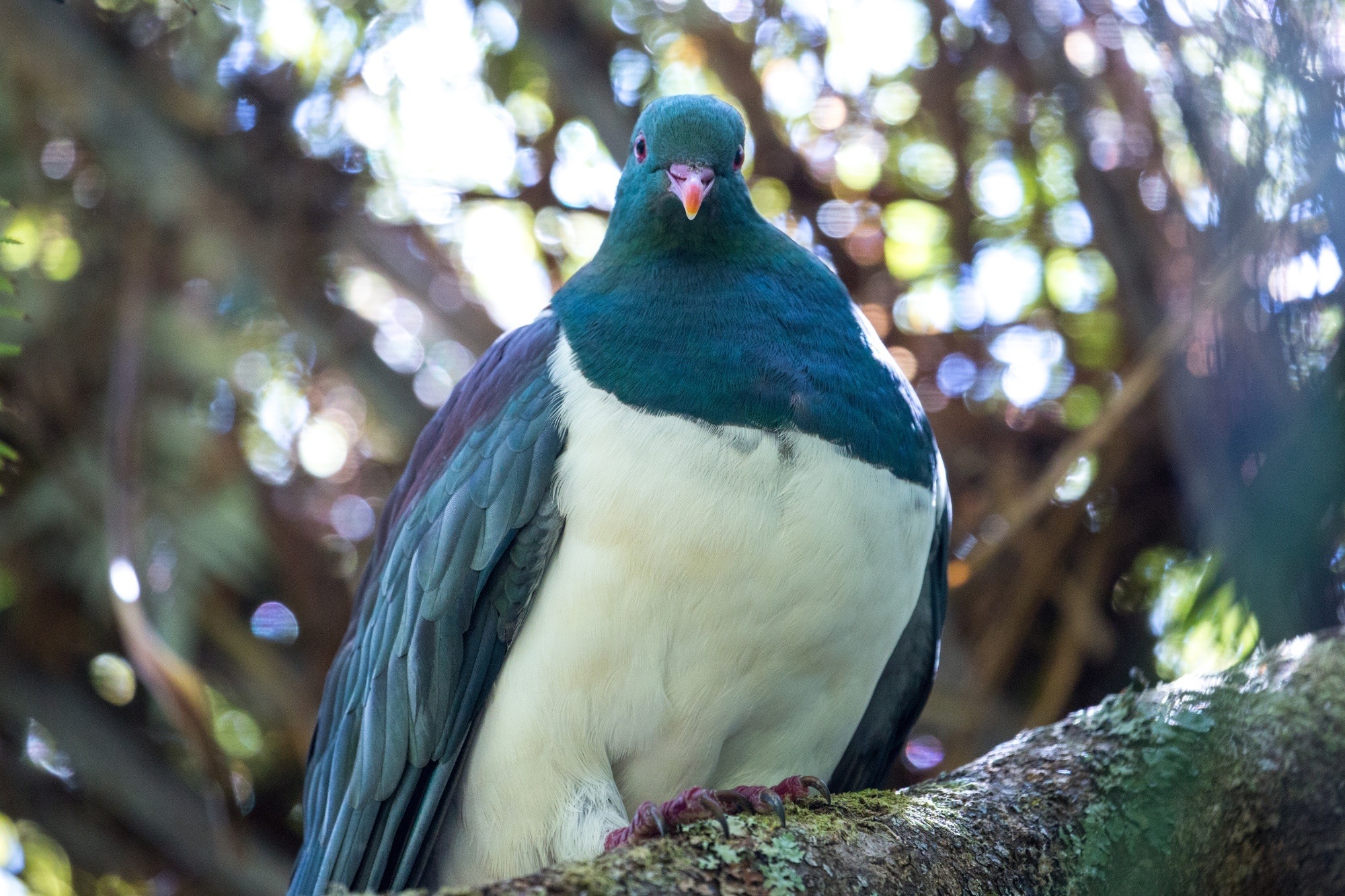KererÅ«