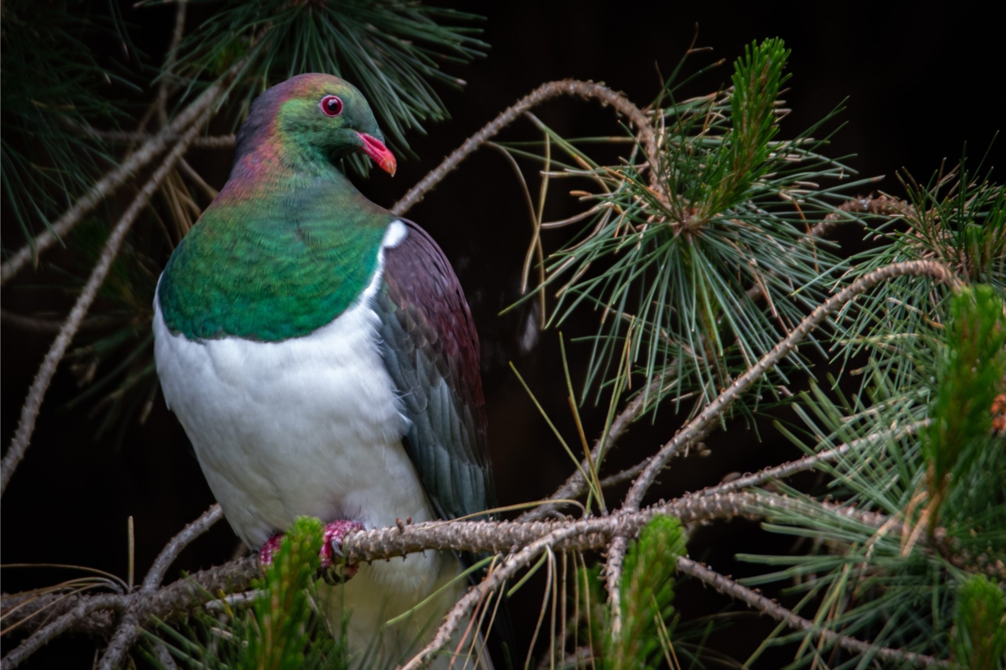KererÅ«
