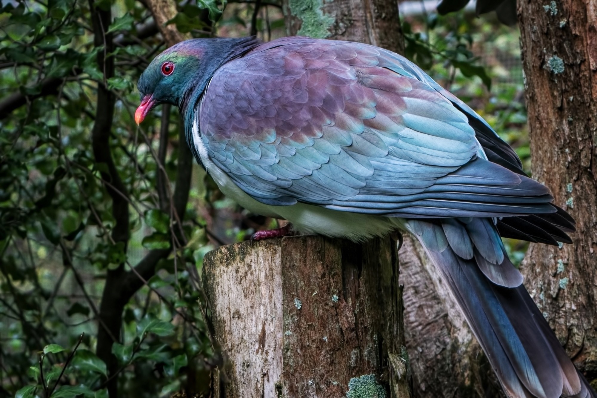 KererÅ«