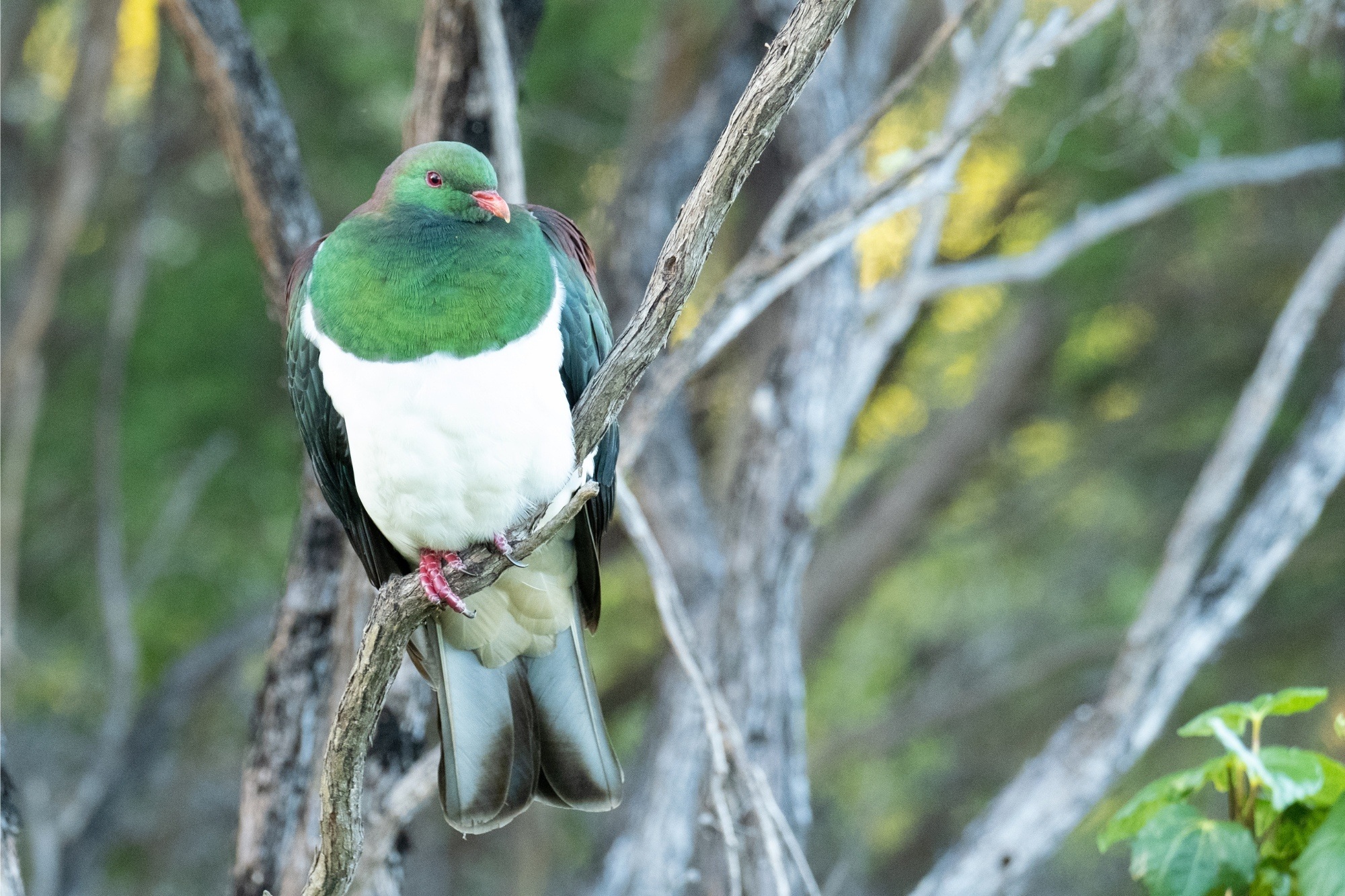 KererÅ«